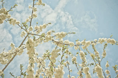 Low angle view of white flowers against sky