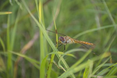 Close-up of dragonfly on grass