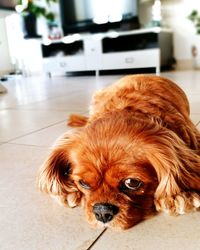 Close-up portrait of brown dog relaxing on tiled floor at home