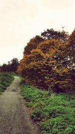 Narrow footpath amidst trees against clear sky