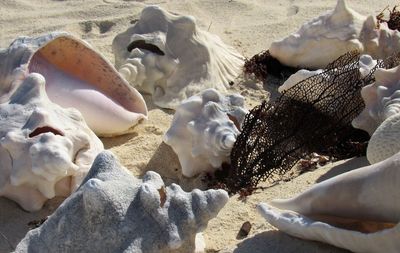 High angle view of shells on beach