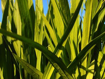 Full frame shot of palm leaf