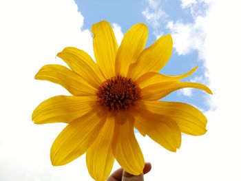 Close-up of sunflower against sky