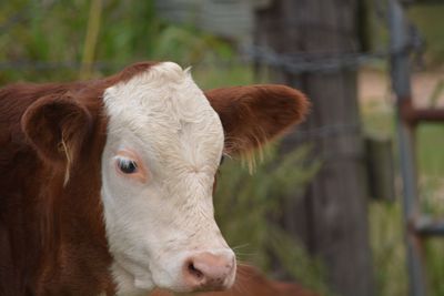 Close-up portrait of cow