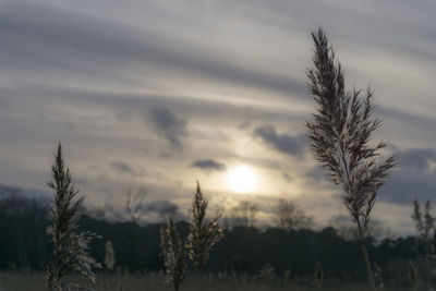 Close-up of stalks in field against cloudy sky