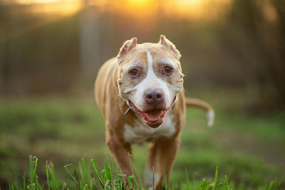 Portrait of a dog running on field