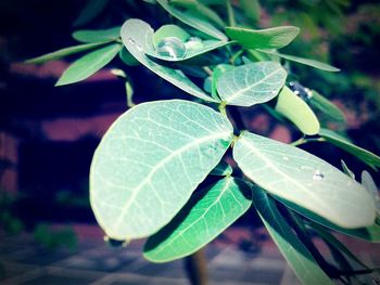 Close-up of plant