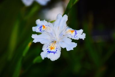 Close-up of white flowering plant