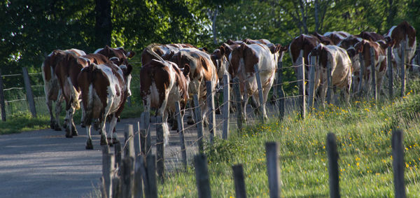 Herd of cows returning to the barn for milking cows