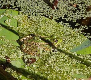 High angle view of frog on plant