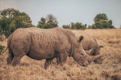 Rhino grazing at field