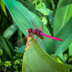 Close-up of insect on flower