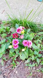 Close-up of pink flower blooming in garden