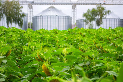 Plants growing in greenhouse