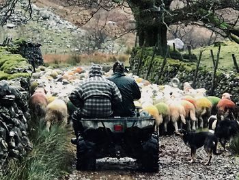 Rear view of people against trees