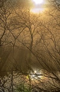 Bare trees against sky