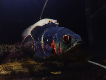 Close-up of fish swimming in sea