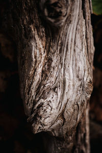 Close-up of tree trunk