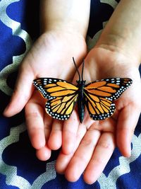 Close-up of butterfly on hand