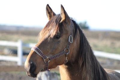 Close-up of horse on field against sky