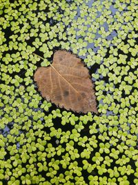 High angle view of leaves floating on plant