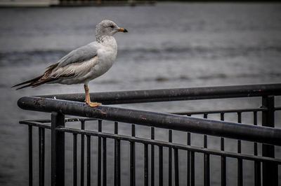 Bird perching on wooden wall