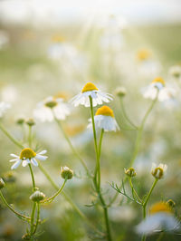 Camomile flowers