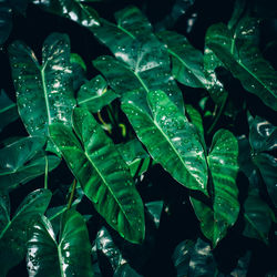 Full frame shot of wet plants