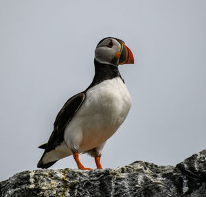 Close-up of bird perching on rock