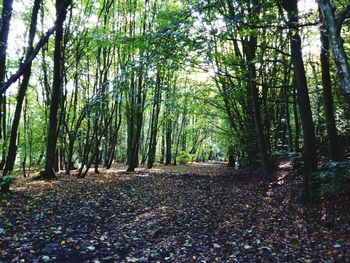 Trees in forest against sky