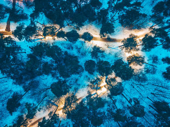 Aerial view of trees in forest at night