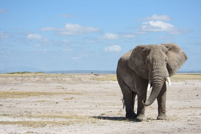 Elephant walking on field against sky