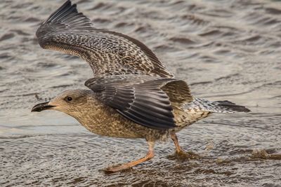 Bird on beach