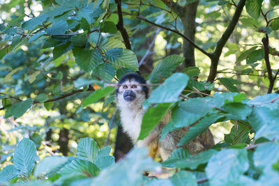 Portrait of a monkey on tree