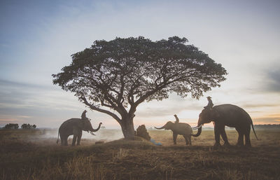 Horses on field against sky