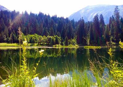 Scenic view of lake in forest