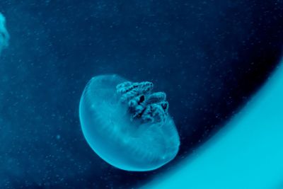 Close-up of jellyfish swimming in sea