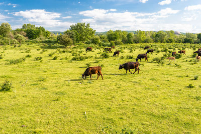 A herd of cattle heck, grazing in a clearing on a spring sunny day in western germany.