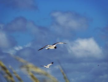 Low angle view of birds flying against sky