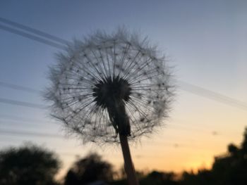 Low angle view of silhouette flower against sky