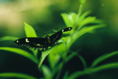 Close-up of insect on leaf