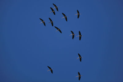 Low angle view of birds flying in the sky