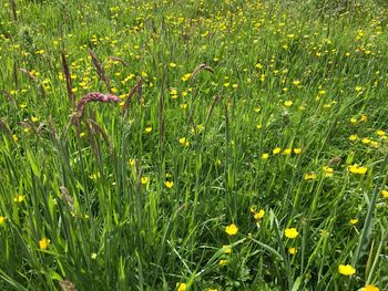 Close-up of plants growing on field