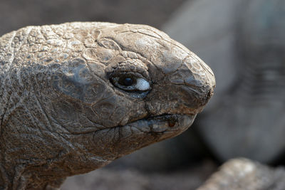 Close-up of giant tortoise