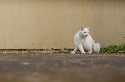 White cat sitting on wall