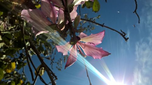 Low angle view of leaves against sky