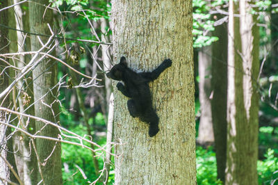 Rear view of cub climbing on tree in forest