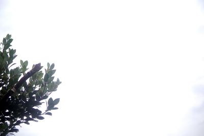 Low angle view of flowering plant against clear sky