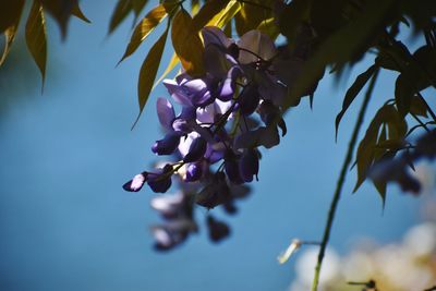 Low angle view of purple flowering plant