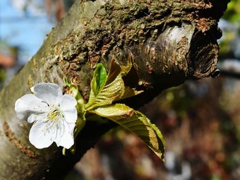 Close-up of flower growing on tree